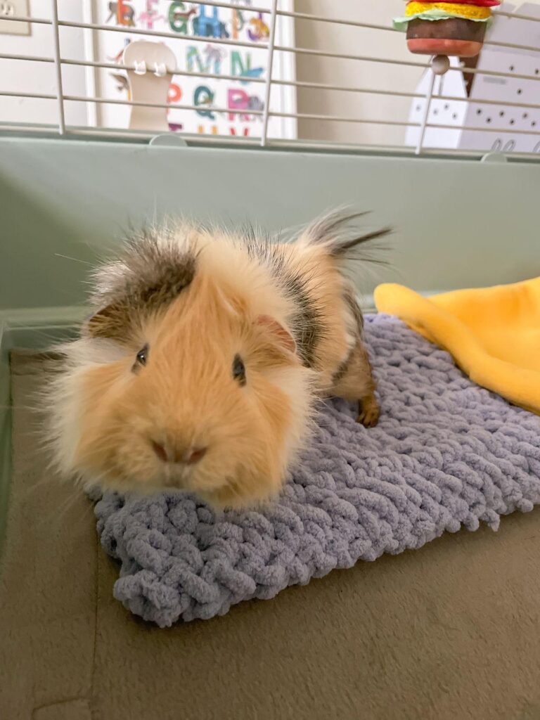 Fostering empathy through animal interactions in the classroom.